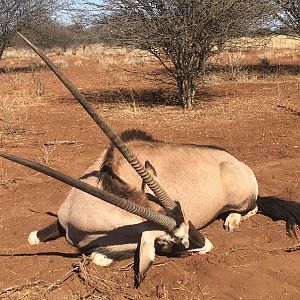 Hunt Gemsbok in South Africa