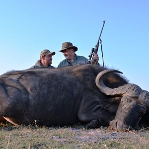 Cape Buffalo Hunting Namibia