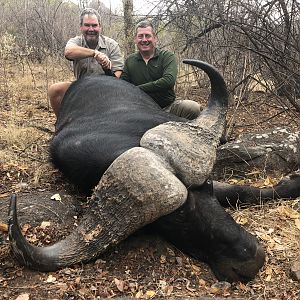 Zimbabwe Hunting 42” Inch Cape Buffalo