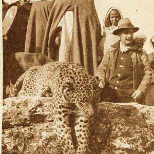 Barbary Leopard Hunting in Atlas Mountains