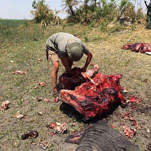 processing an mature elephant bull to distribute it to the community can be a task