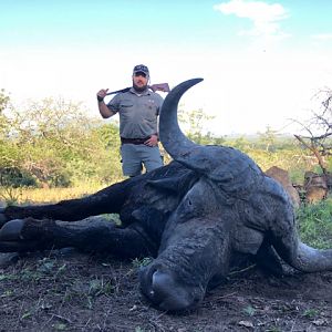 Cape Buffalo Hunt South Africa