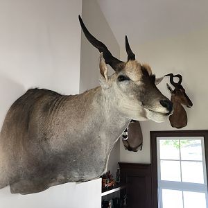 Eland Shoulder Mount Taxidermy