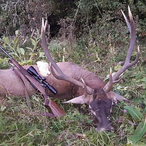 Romania Hunting Red Stag