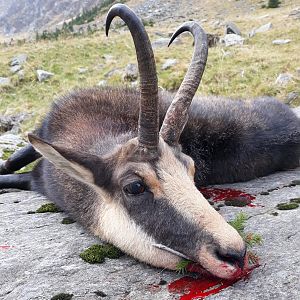 Hunt Carpathian Chamois in Romania