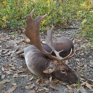 Fallow Deer Hunting Romania