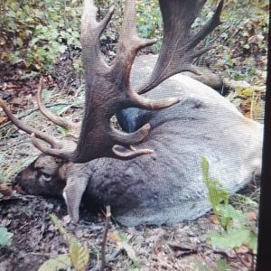 Hunting Fallow Deer in Romania