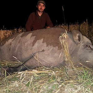 Romania Hunting Boar