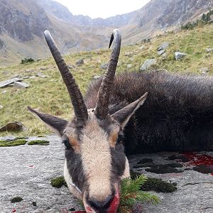 Carpathian Chamois Hunting Romania