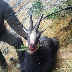 Hunting Carpathian Chamois in Romania