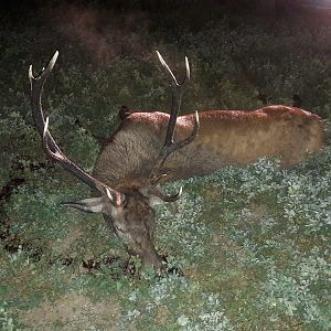 Red Stag Hunt Romania