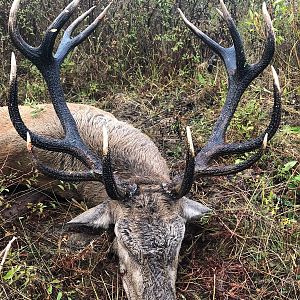 Red Stag Hunting Romania