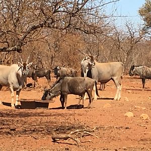 Eland & Blue WIldebeest South Africa