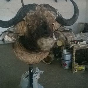 Buffalo Shoulder Mount Taxidermy