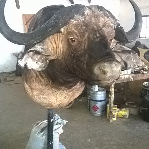 Buffalo Shoulder Mount Taxidermy