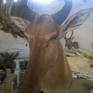 Red Hartebeest Shoulder Mount Taxidermy