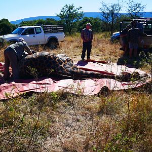 Skinning of Giraffe