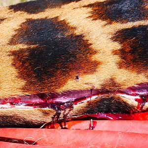 Thickness of Giraffe skin on the underside of the neck