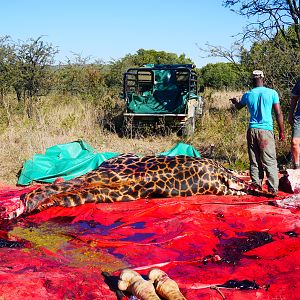 Skinning of Giraffe