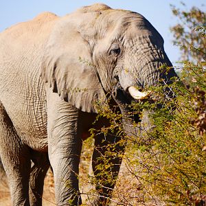 Elephant South Africa