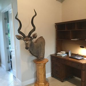 Kudu Shoulder Mount Pedestal Taxidermy