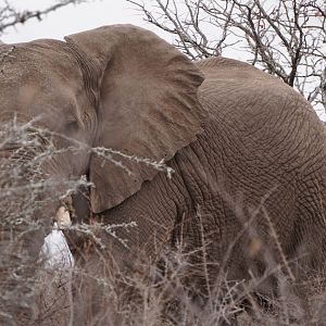 Elephant Zimbabwe