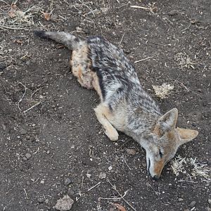 Jackal Hunting Zimbabwe