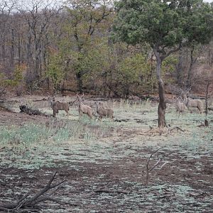 Kudu in Zimbabwe