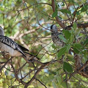 Southern Yellow-billed Hornbill Zimbabwe