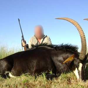 Hunt Sable Antelope in South Africa