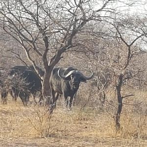 FREE RANGE BUFFALO BULLS