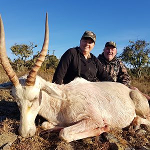 White Blesbok Hunt South Africa