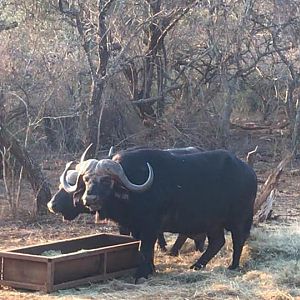 Cape Buffalo South Africa