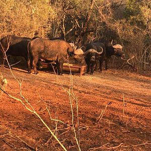 Cape Buffalo South Africa