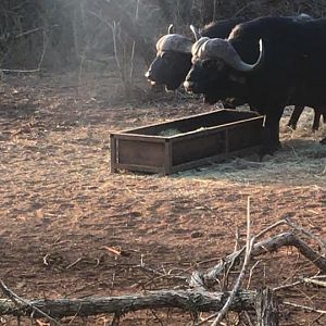 Cape Buffalo South Africa