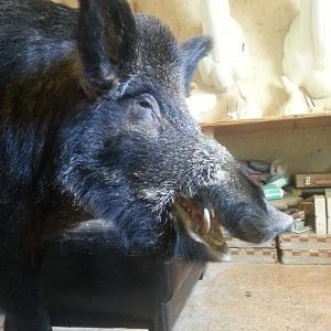 Europeian wildboar