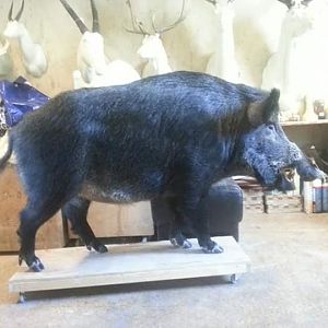 Europeian wildboar