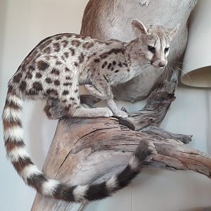 Genet cat