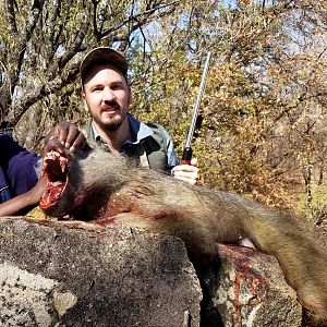 Zimbabwe Hunting Baboon