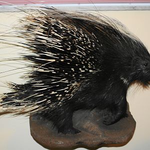 African Porcupine Full Mount Taxidermy