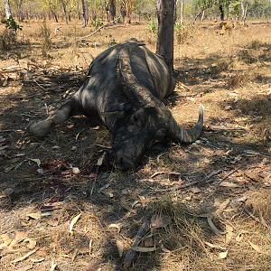 Hunt Asiatic Water Buffalo in Australia