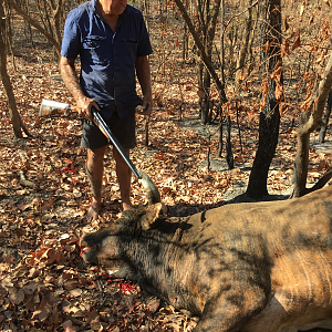 Scrub Bull Hunting Australia