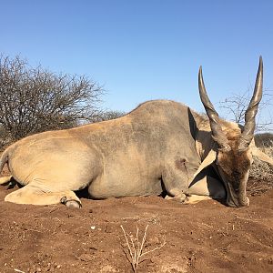 South Africa Hunting Eland