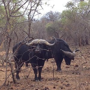 Cape Buffalo South Africa