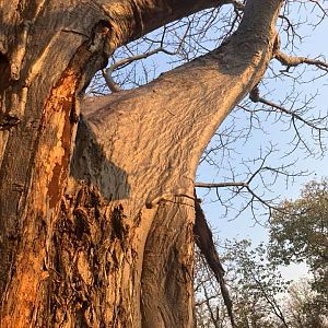 Boabab Tree in Zimbabwe