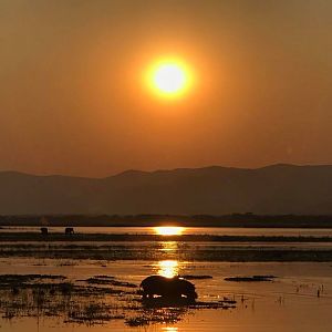 Hippo in the sunset of Zimbabwe