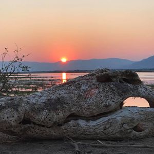 Skull of Crocodile against the setting sun