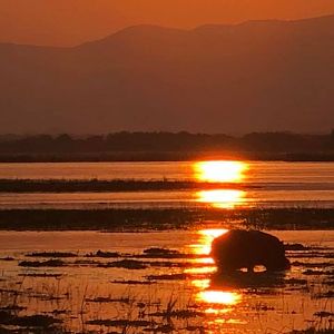 Hippo in the sunset of Zimbabwe