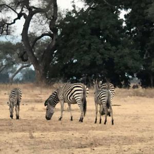 Burchell's Plain Zebra Zimbabwe