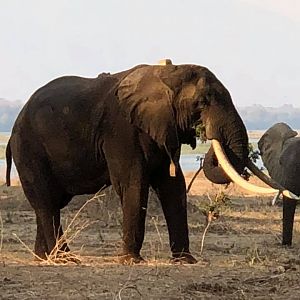 Elephants in Zimbabwe